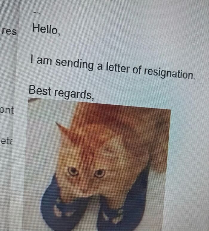 This Community Shared 45 Hilarious Cat Moments That Perfectly Capture Their Weirdness (New Pics)