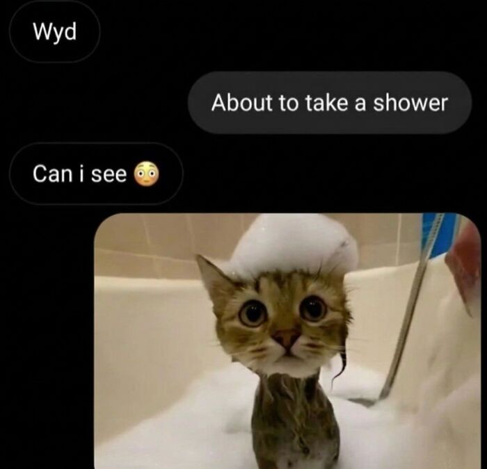 This Community Shared 45 Hilarious Cat Moments That Perfectly Capture Their Weirdness (New Pics)