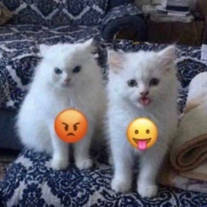 This Community Shared 45 Hilarious Cat Moments That Perfectly Capture Their Weirdness (New Pics)