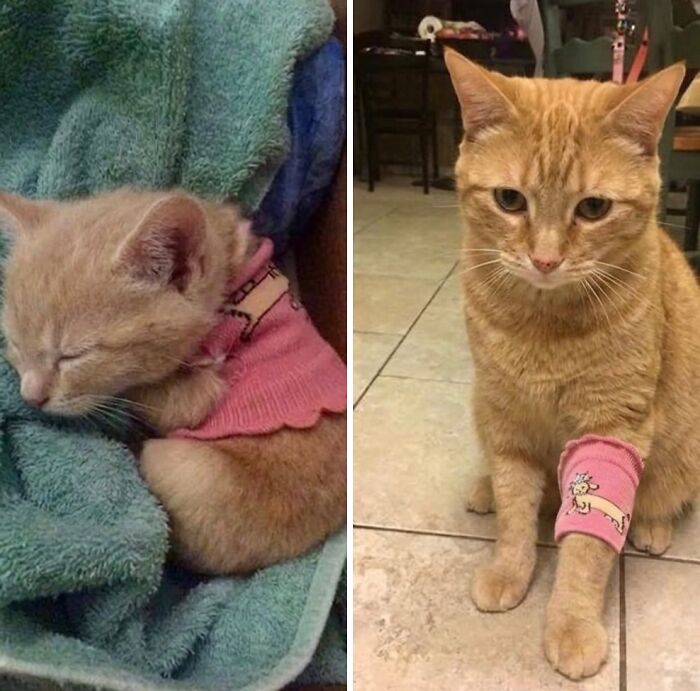 This Community Shared 45 Hilarious Cat Moments That Perfectly Capture Their Weirdness (New Pics)