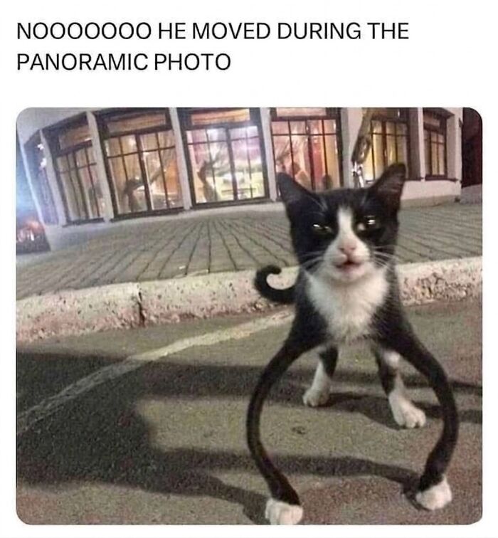 This Community Shared 45 Hilarious Cat Moments That Perfectly Capture Their Weirdness (New Pics)
