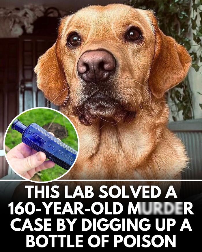 ‘We Rate Dogs’ Shared 32 New Stories That Are Funny, Emotional, And Absolutely Heartwarming