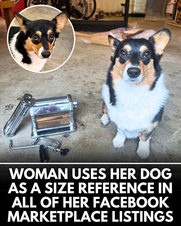 ‘We Rate Dogs’ Shared 32 New Stories That Are Funny, Emotional, And Absolutely Heartwarming