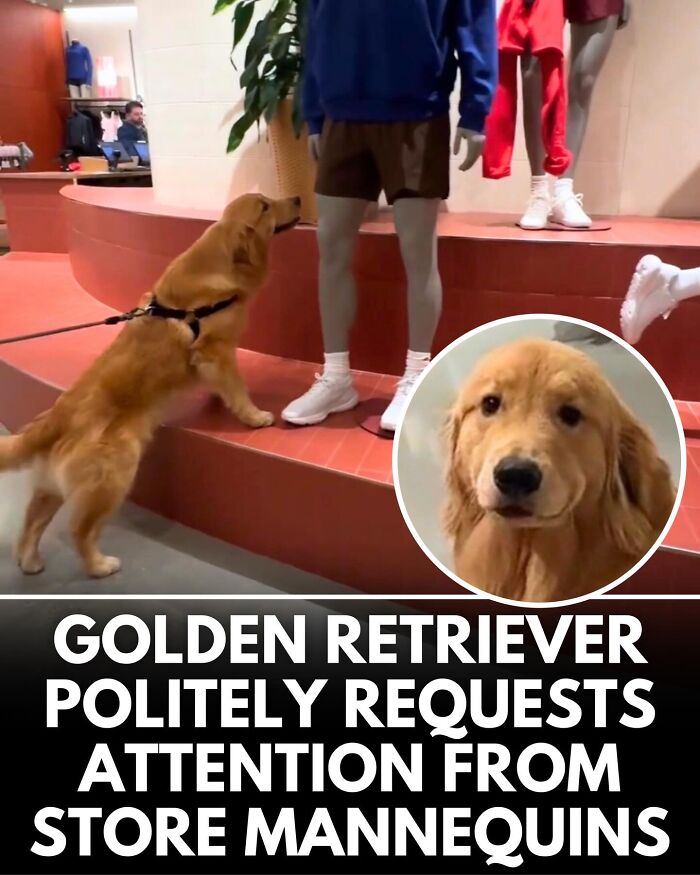 ‘We Rate Dogs’ Shared 32 New Stories That Are Funny, Emotional, And Absolutely Heartwarming