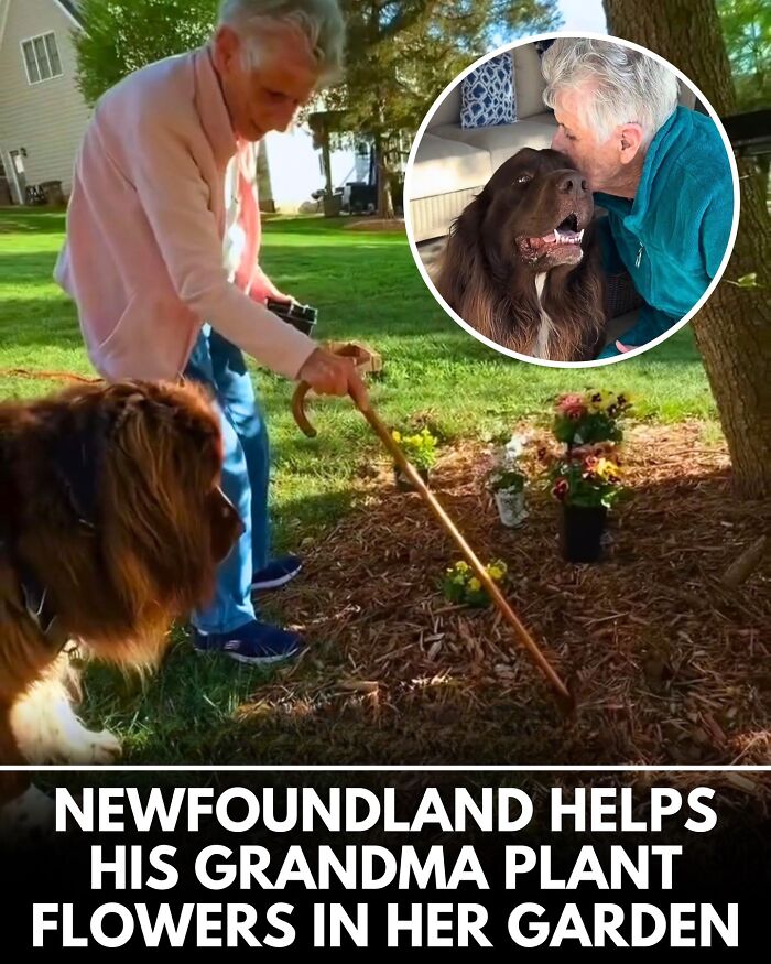 ‘We Rate Dogs’ Shared 32 New Stories That Are Funny, Emotional, And Absolutely Heartwarming