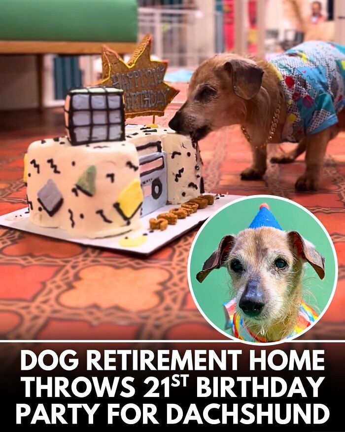 ‘We Rate Dogs’ Shared 32 New Stories That Are Funny, Emotional, And Absolutely Heartwarming