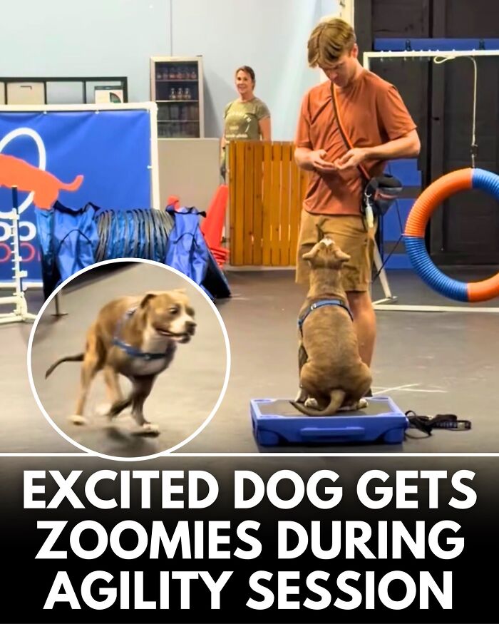 ‘We Rate Dogs’ Shared 32 New Stories That Are Funny, Emotional, And Absolutely Heartwarming