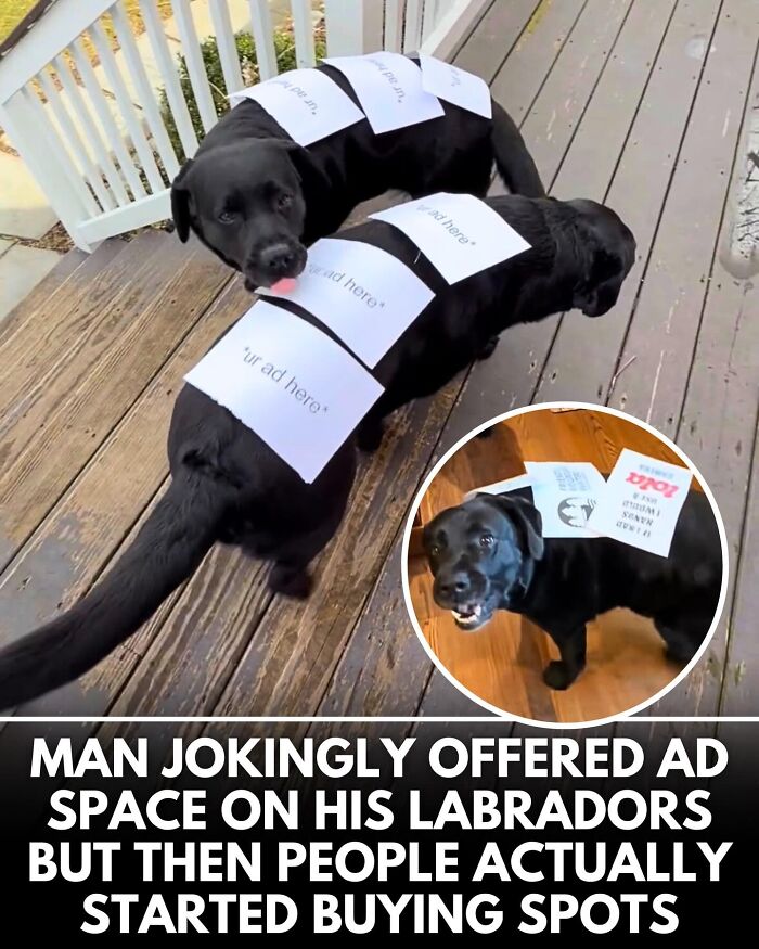 ‘We Rate Dogs’ Shared 32 New Stories That Are Funny, Emotional, And Absolutely Heartwarming