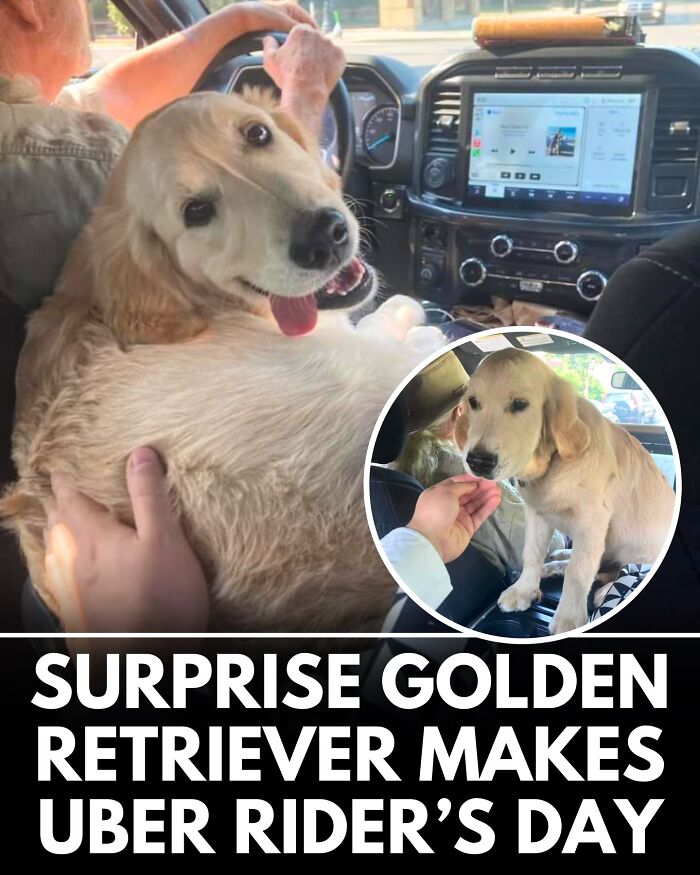 ‘We Rate Dogs’ Shared 32 New Stories That Are Funny, Emotional, And Absolutely Heartwarming