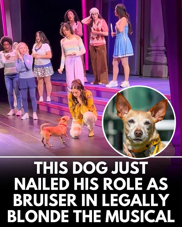 ‘We Rate Dogs’ Shared 32 New Stories That Are Funny, Emotional, And Absolutely Heartwarming