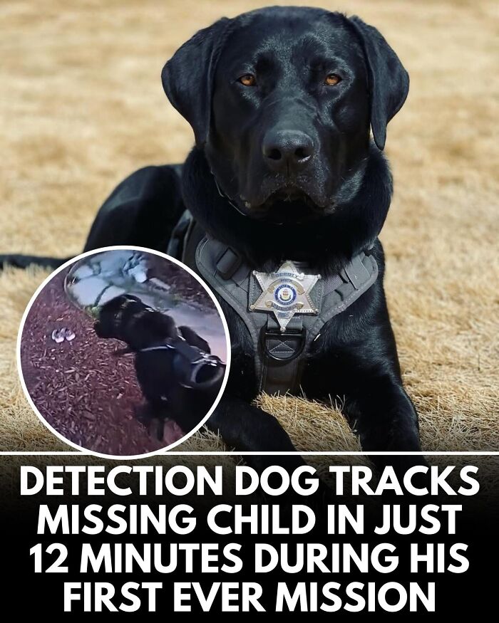 ‘We Rate Dogs’ Shared 32 New Stories That Are Funny, Emotional, And Absolutely Heartwarming