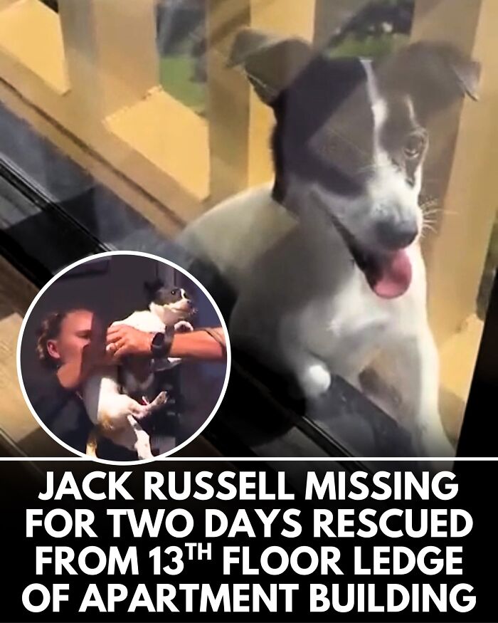 ‘We Rate Dogs’ Shared 32 New Stories That Are Funny, Emotional, And Absolutely Heartwarming