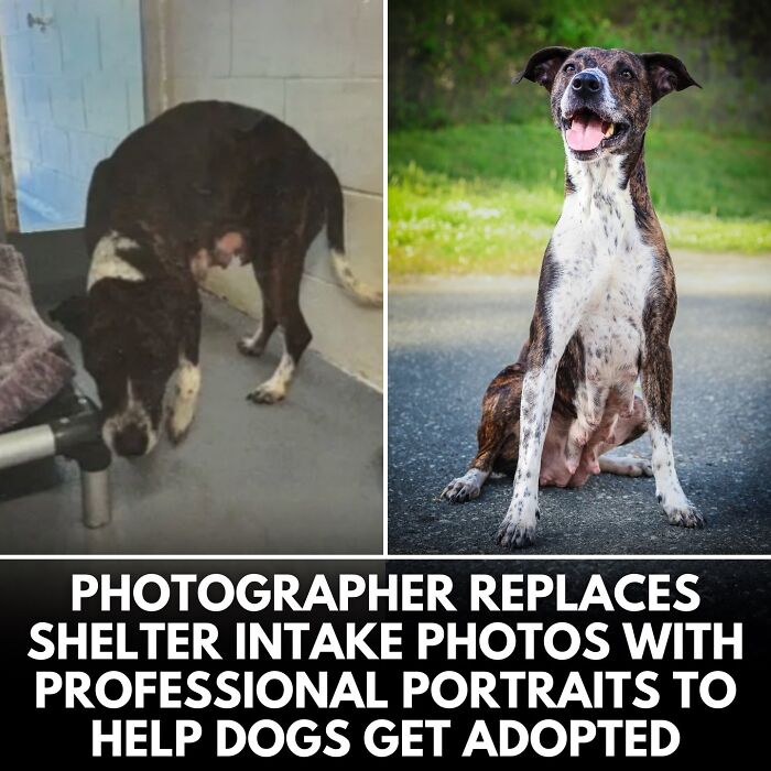 ‘We Rate Dogs’ Shared 32 New Stories That Are Funny, Emotional, And Absolutely Heartwarming