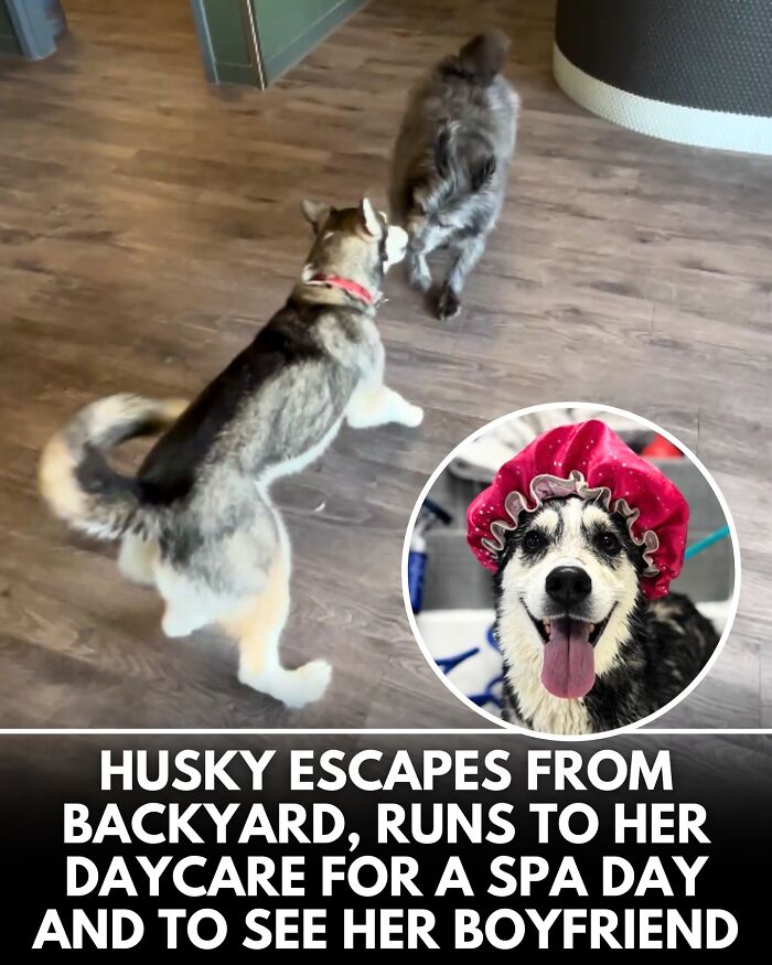 ‘We Rate Dogs’ Shared 32 New Stories That Are Funny, Emotional, And Absolutely Heartwarming