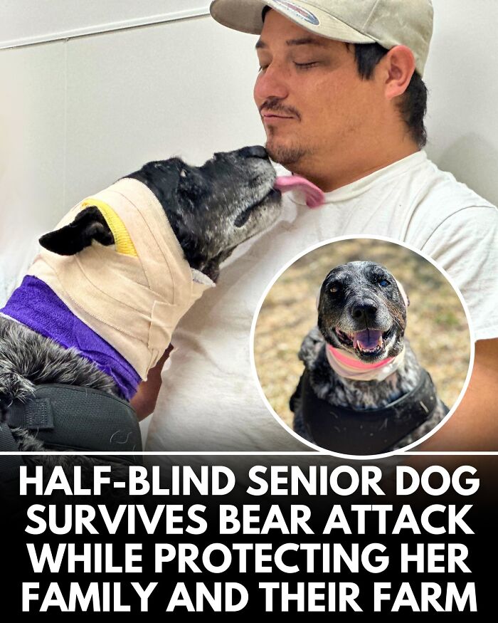 ‘We Rate Dogs’ Shared 32 New Stories That Are Funny, Emotional, And Absolutely Heartwarming