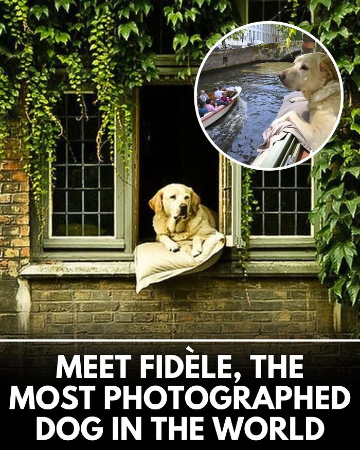 ‘We Rate Dogs’ Shared 32 New Stories That Are Funny, Emotional, And Absolutely Heartwarming