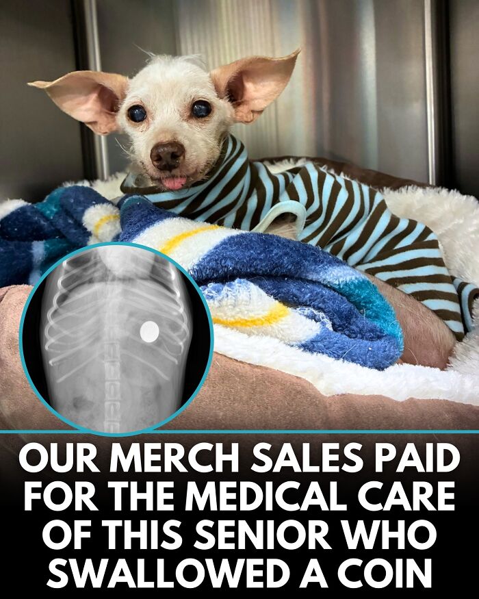 ‘We Rate Dogs’ Shared 32 New Stories That Are Funny, Emotional, And Absolutely Heartwarming