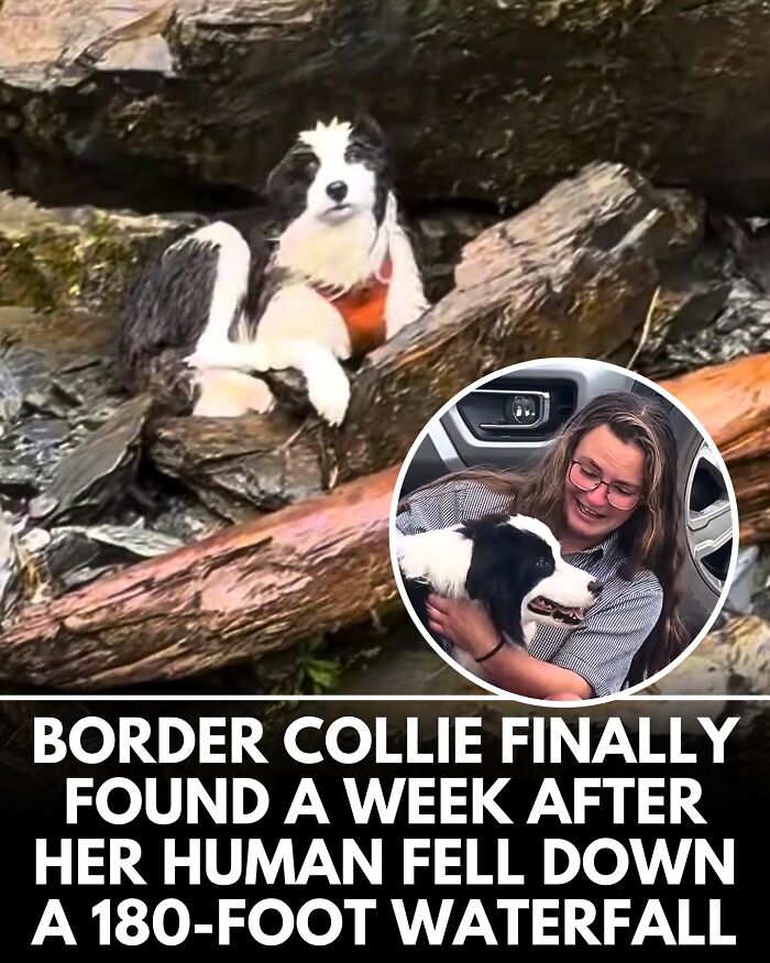 ‘We Rate Dogs’ Shared 32 New Stories That Are Funny, Emotional, And Absolutely Heartwarming