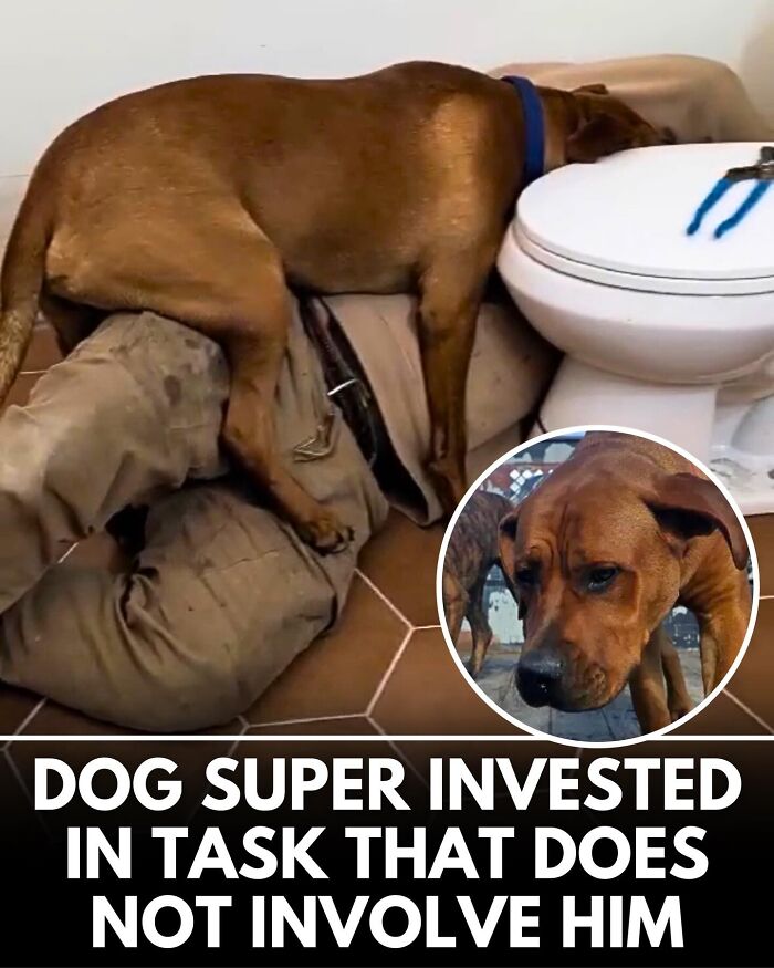 ‘We Rate Dogs’ Shared 32 New Stories That Are Funny, Emotional, And Absolutely Heartwarming