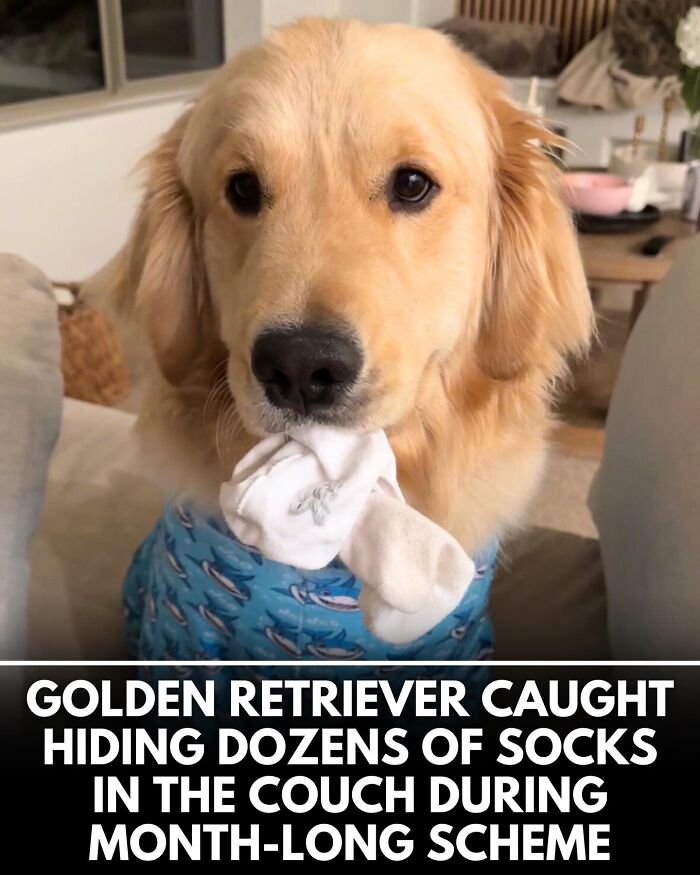 ‘We Rate Dogs’ Shared 32 New Stories That Are Funny, Emotional, And Absolutely Heartwarming