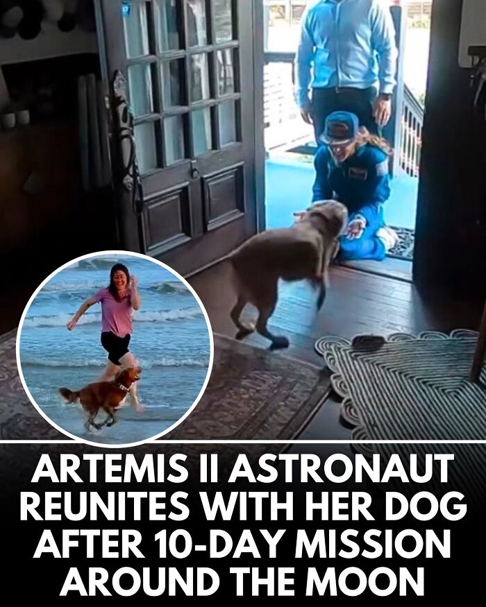 ‘We Rate Dogs’ Shared 32 New Stories That Are Funny, Emotional, And Absolutely Heartwarming