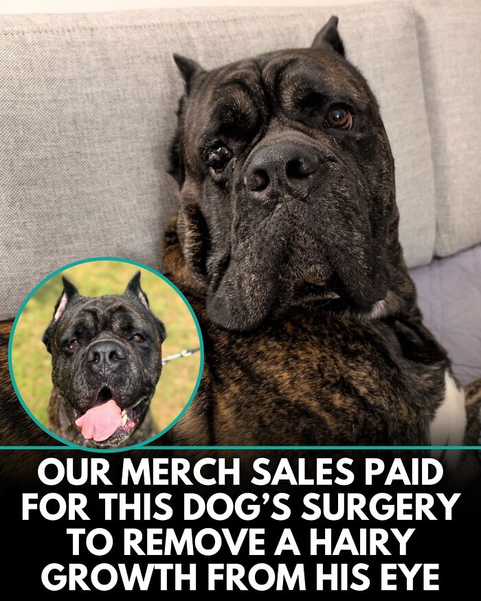 ‘We Rate Dogs’ Shared 32 New Stories That Are Funny, Emotional, And Absolutely Heartwarming