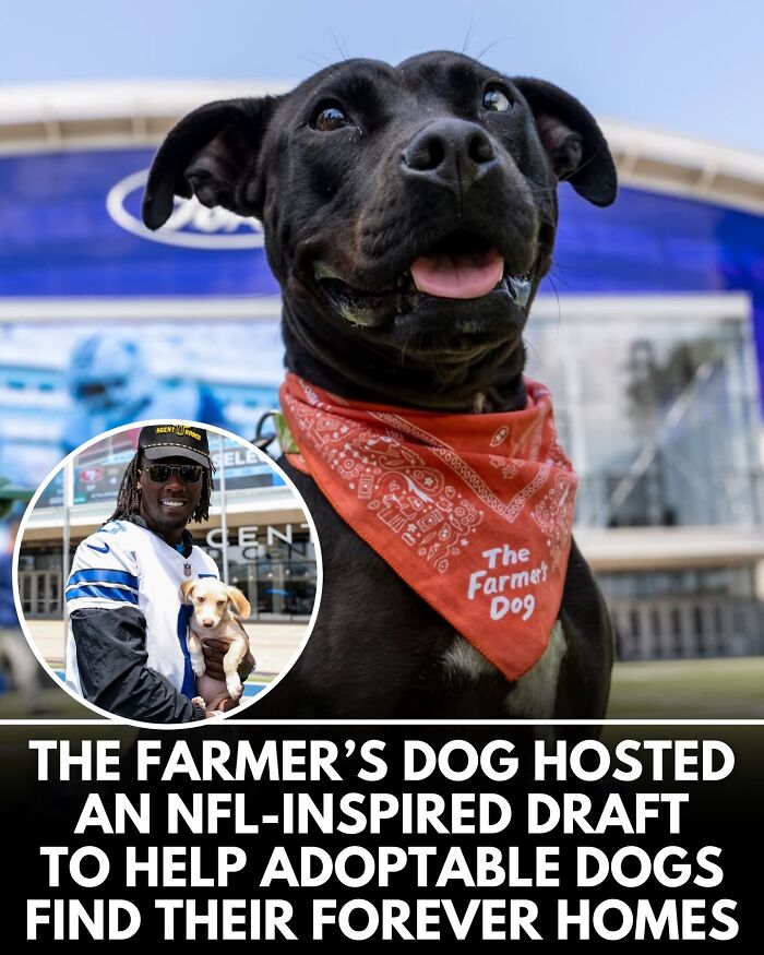 ‘We Rate Dogs’ Shared 32 New Stories That Are Funny, Emotional, And Absolutely Heartwarming
