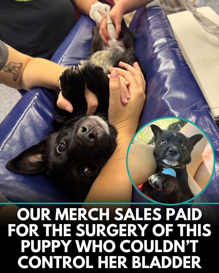 ‘We Rate Dogs’ Shared 32 New Stories That Are Funny, Emotional, And Absolutely Heartwarming