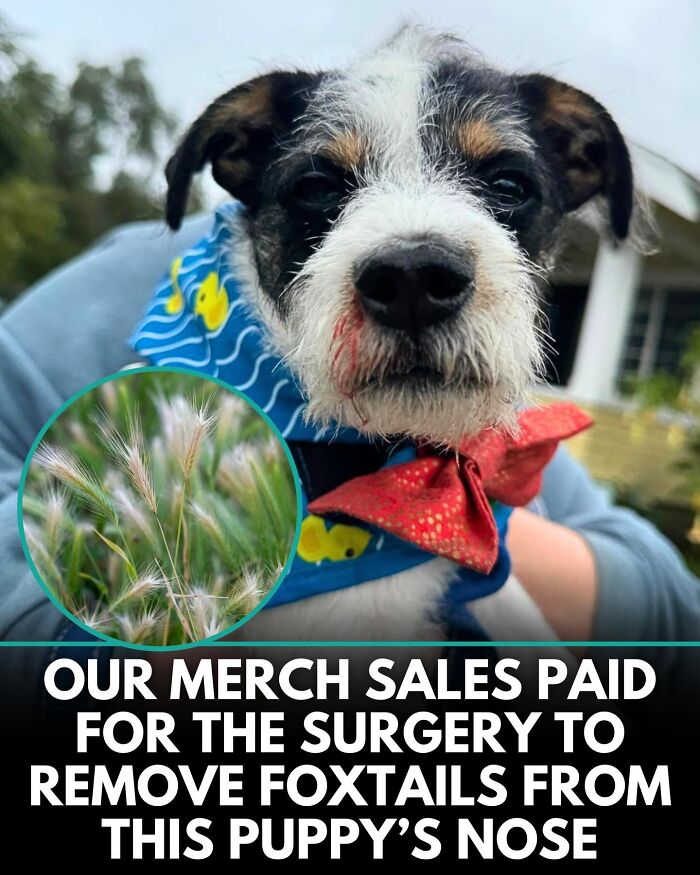 ‘We Rate Dogs’ Shared 32 New Stories That Are Funny, Emotional, And Absolutely Heartwarming