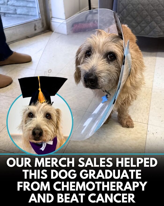 ‘We Rate Dogs’ Shared 32 New Stories That Are Funny, Emotional, And Absolutely Heartwarming