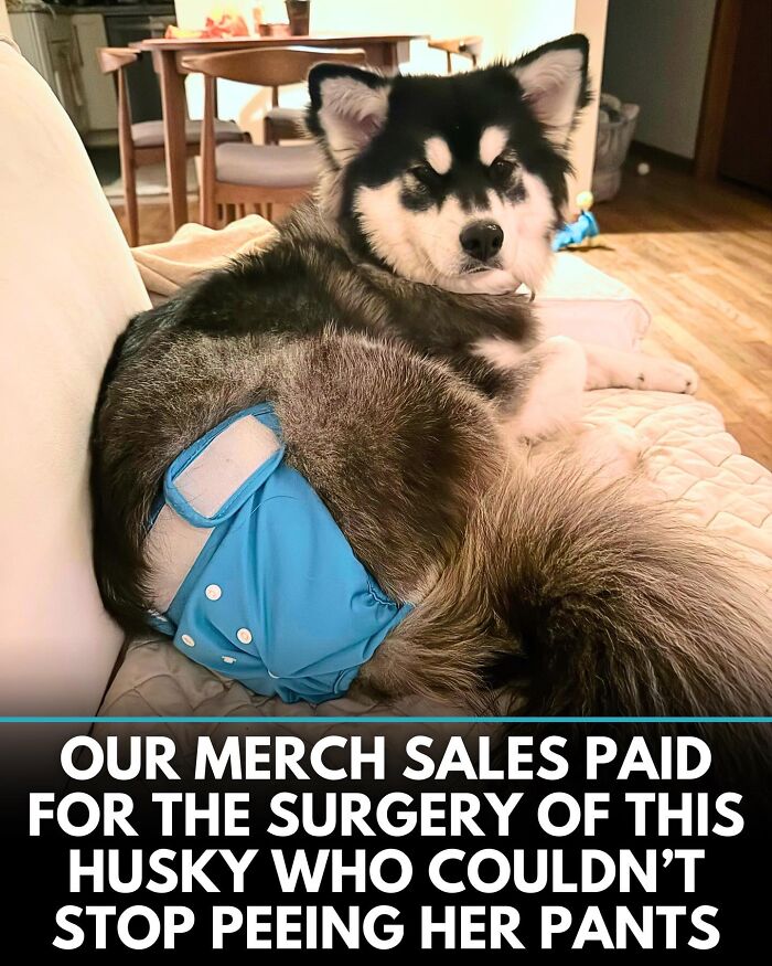 ‘We Rate Dogs’ Shared 32 New Stories That Are Funny, Emotional, And Absolutely Heartwarming