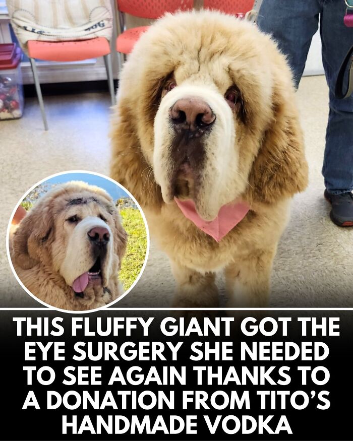 ‘We Rate Dogs’ Shared 32 New Stories That Are Funny, Emotional, And Absolutely Heartwarming