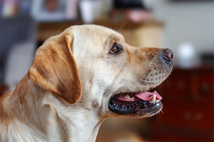 &ldquo;It&rsquo;s Dangerous&rdquo;: Man Cuts Contact With Sister Until She Puts Her Dog Down