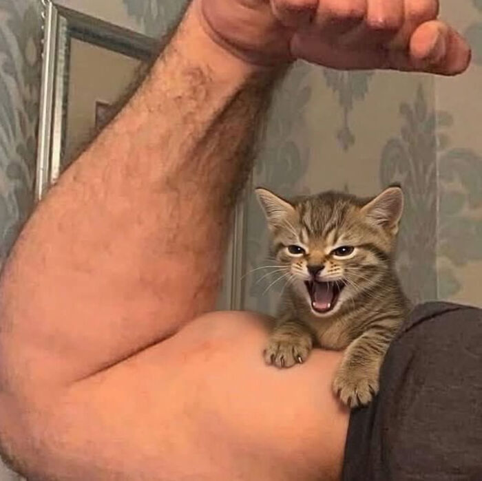 75 Cats Who Had Something Very Important To Scream About (New Pics)