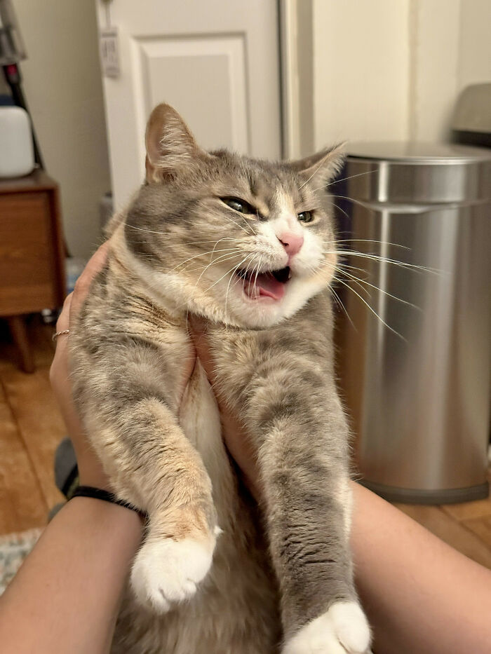 75 Cats Who Had Something Very Important To Scream About (New Pics)