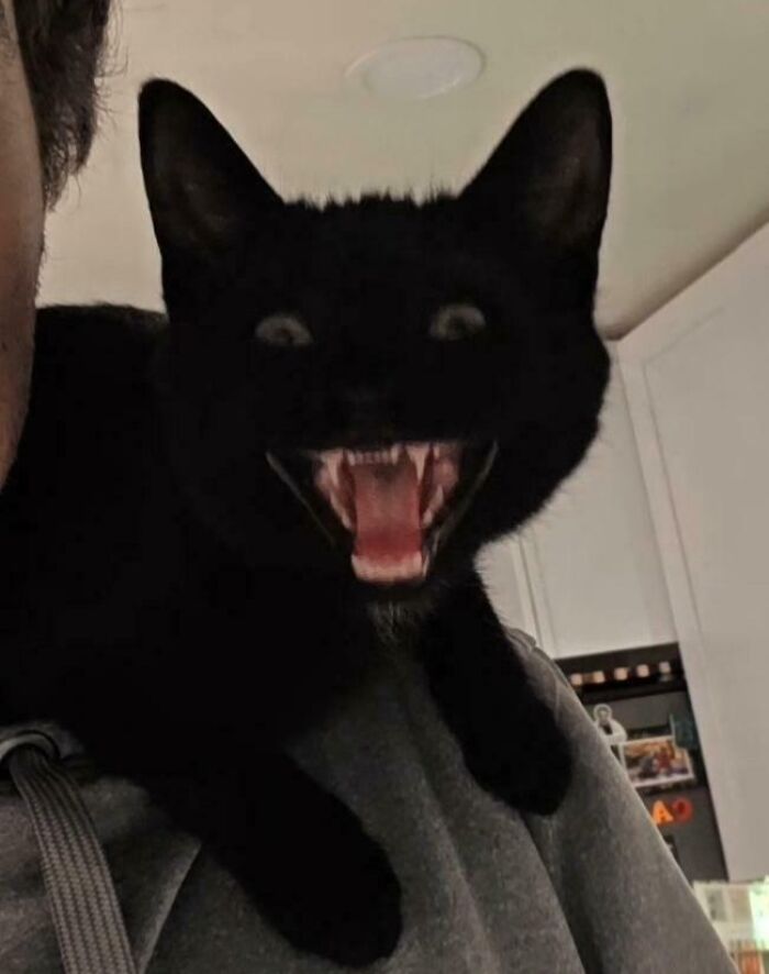 75 Cats Who Had Something Very Important To Scream About (New Pics)