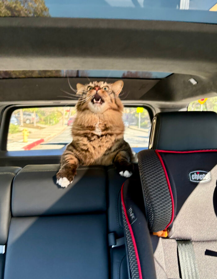 75 Cats Who Had Something Very Important To Scream About (New Pics)