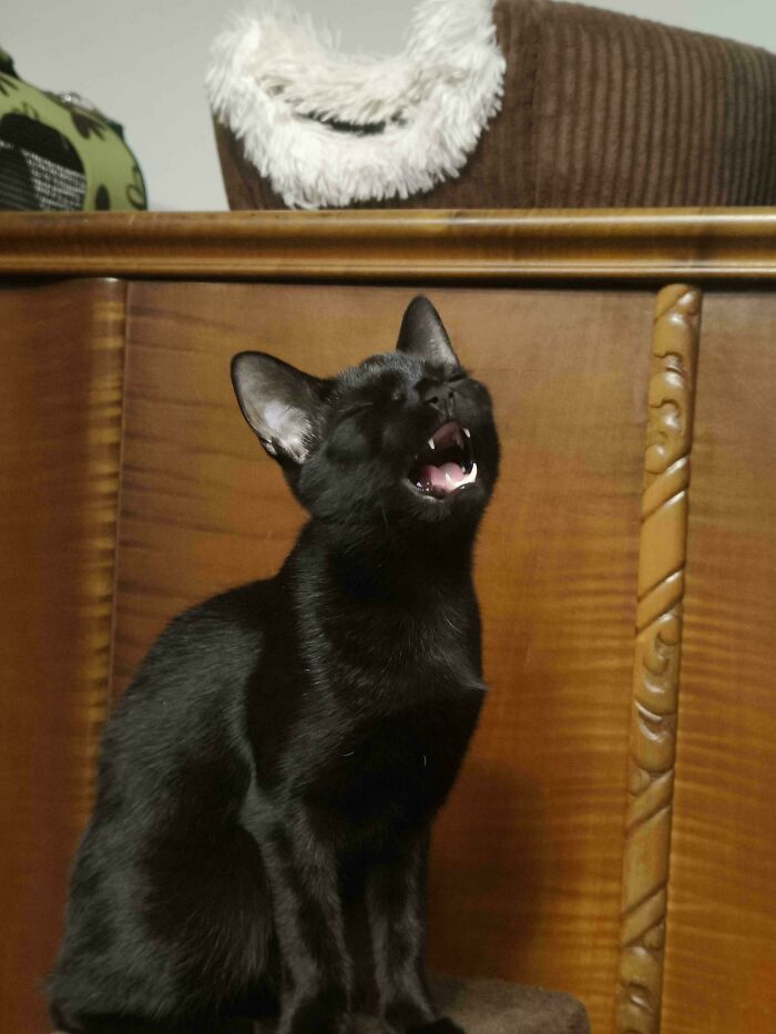 75 Cats Who Had Something Very Important To Scream About (New Pics)