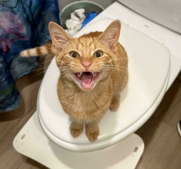 75 Cats Who Had Something Very Important To Scream About (New Pics)