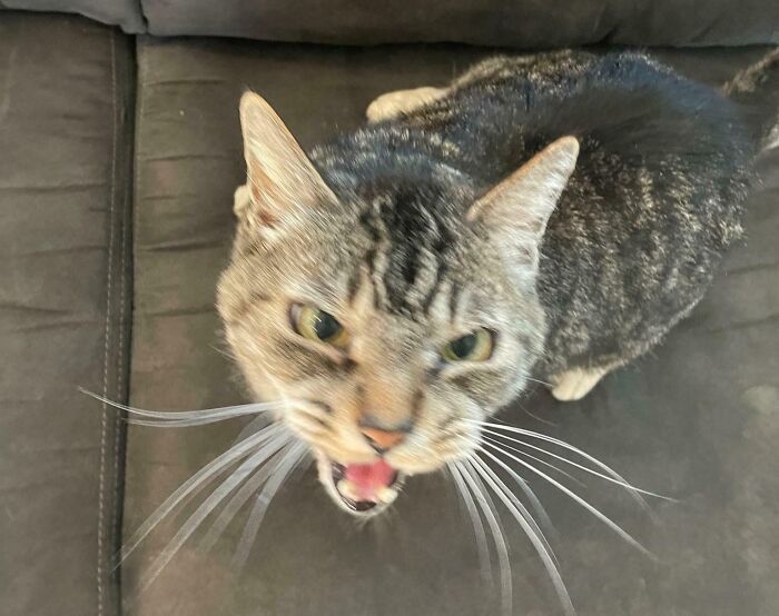 75 Cats Who Had Something Very Important To Scream About (New Pics)