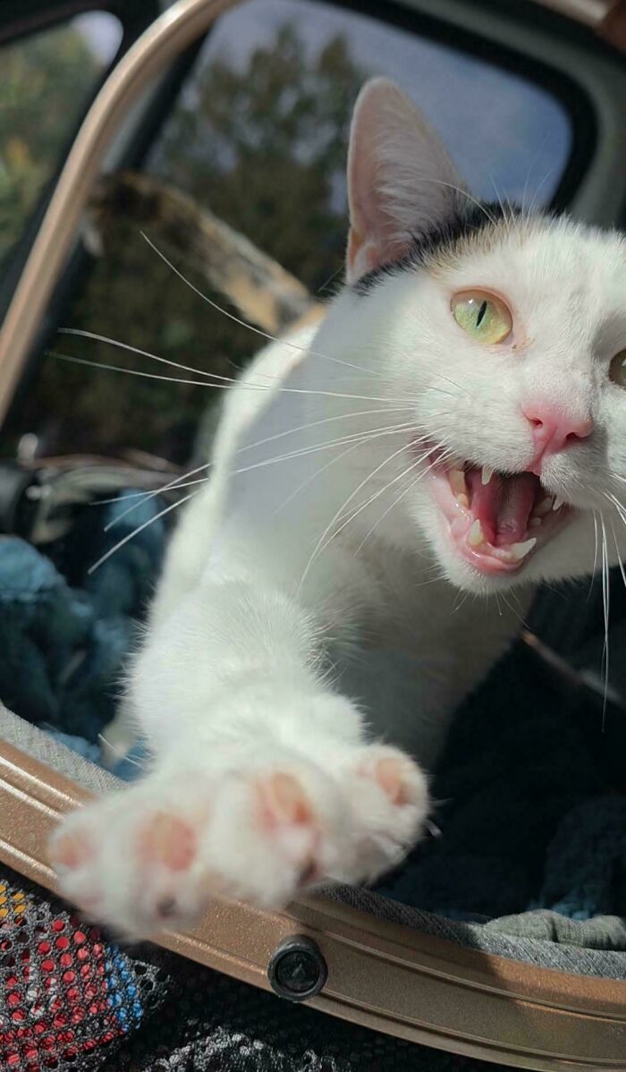 75 Cats Who Had Something Very Important To Scream About (New Pics)