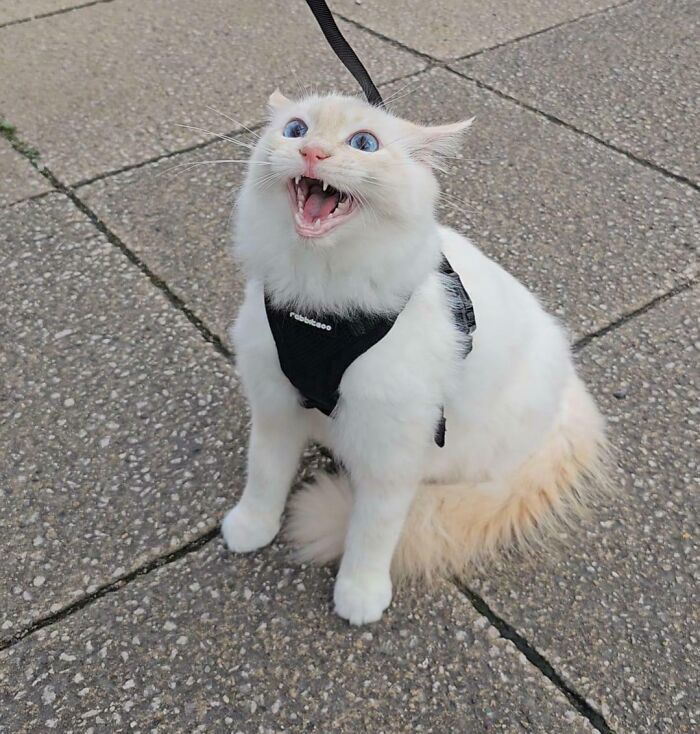 75 Cats Who Had Something Very Important To Scream About (New Pics)