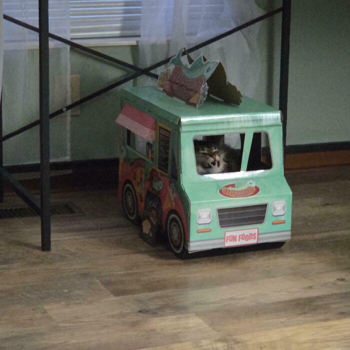 75 Cats Who Had Something Very Important To Scream About (New Pics)
