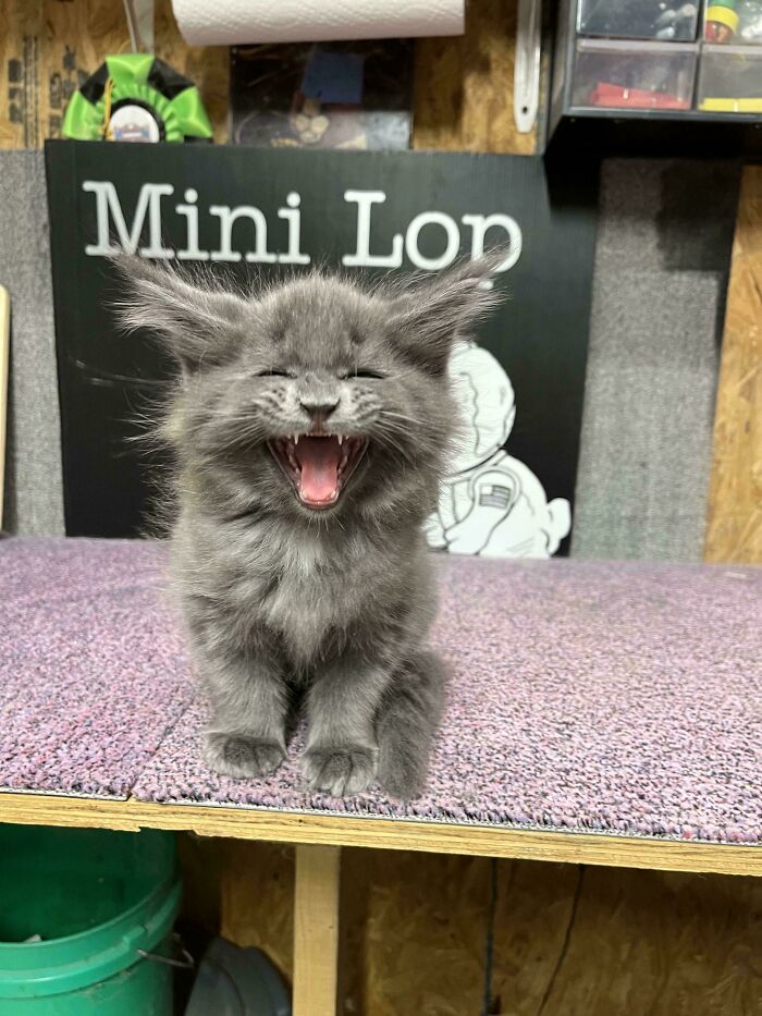 75 Cats Who Had Something Very Important To Scream About (New Pics)