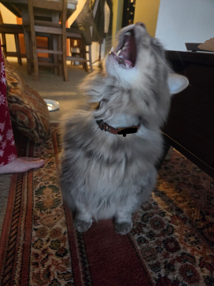 75 Cats Who Had Something Very Important To Scream About (New Pics)