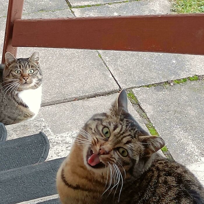 75 Cats Who Had Something Very Important To Scream About (New Pics)