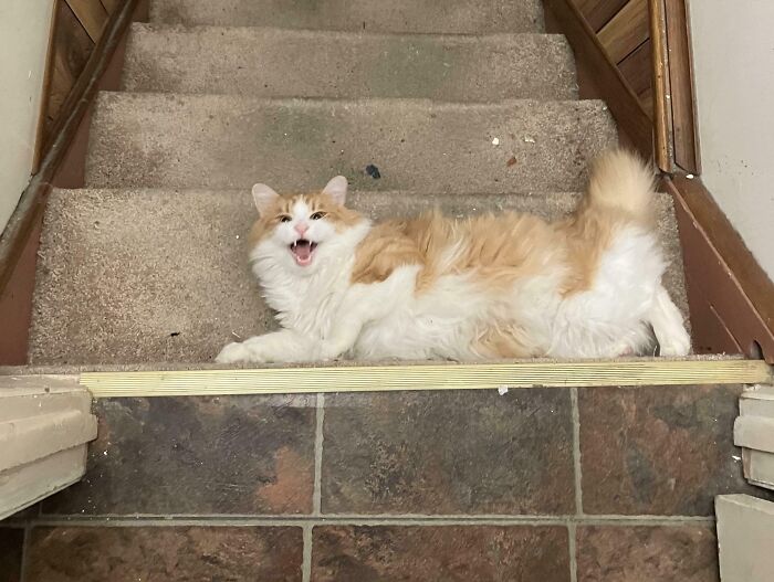 75 Cats Who Had Something Very Important To Scream About (New Pics)