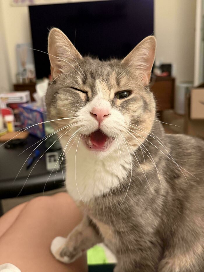 75 Cats Who Had Something Very Important To Scream About (New Pics)