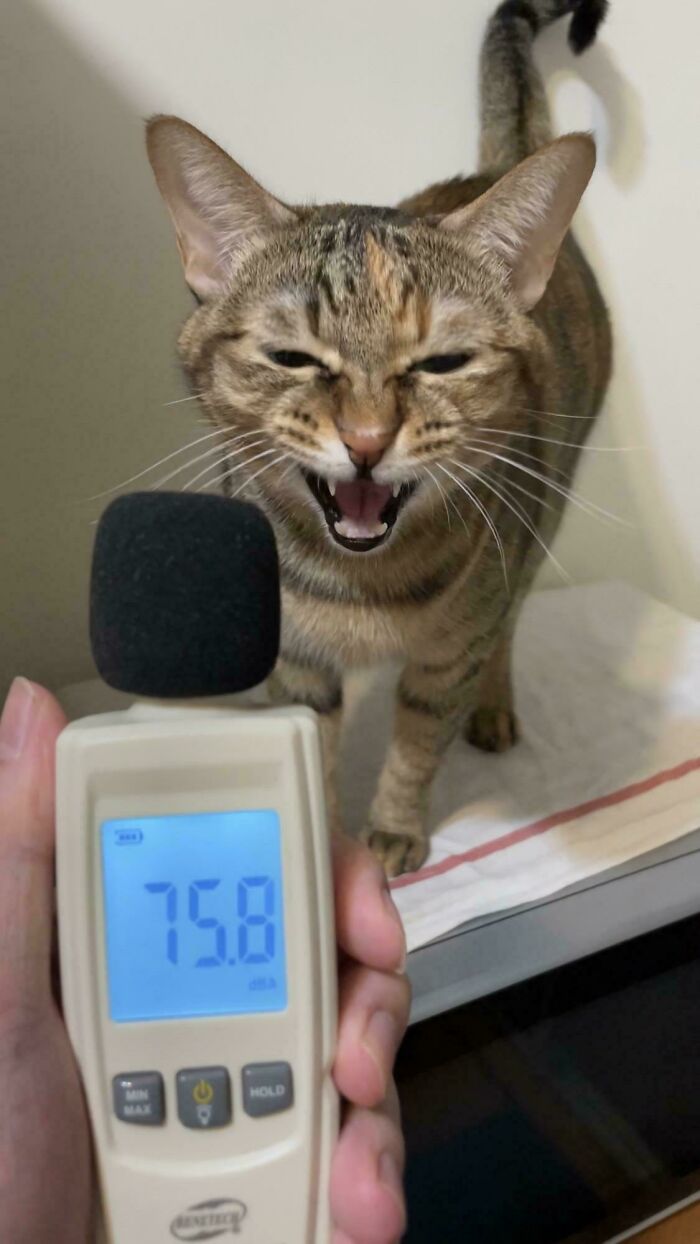 75 Cats Who Had Something Very Important To Scream About (New Pics)