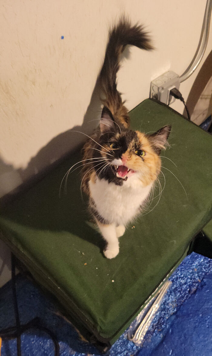 75 Cats Who Had Something Very Important To Scream About (New Pics)